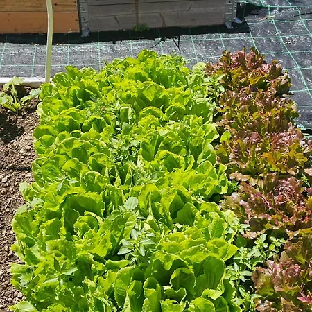 Ninfea Superior Vico Equense